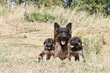 BERGER ALLEMAND 240